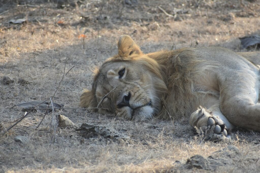 incredible skills: a lion lying down