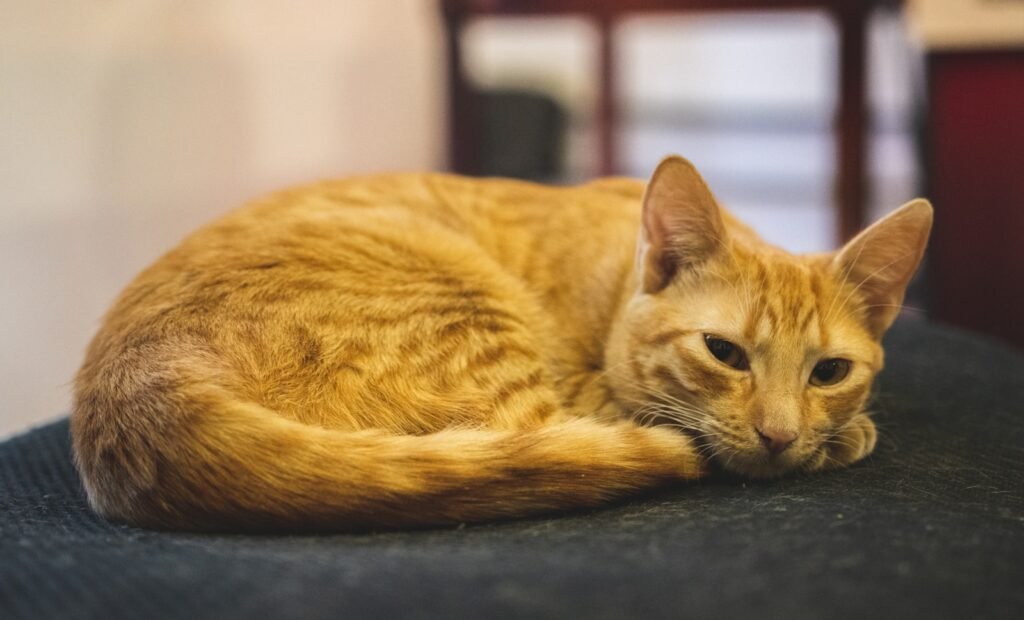 public parks: a close up of a cat laying on a chair