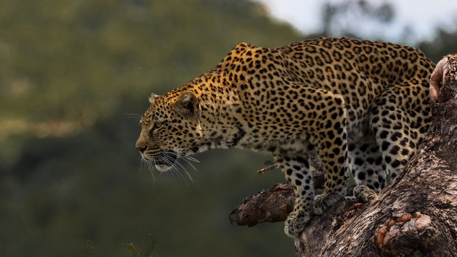 Photo by Thashil Maharaj Humans: a leopard standing on top of a tree branch