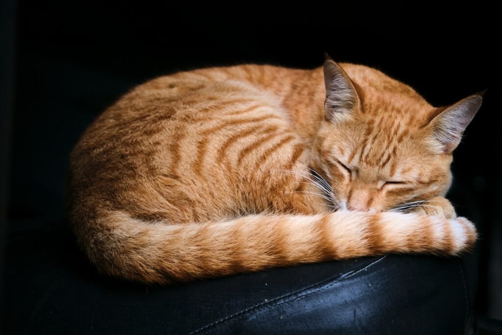 cat sleep