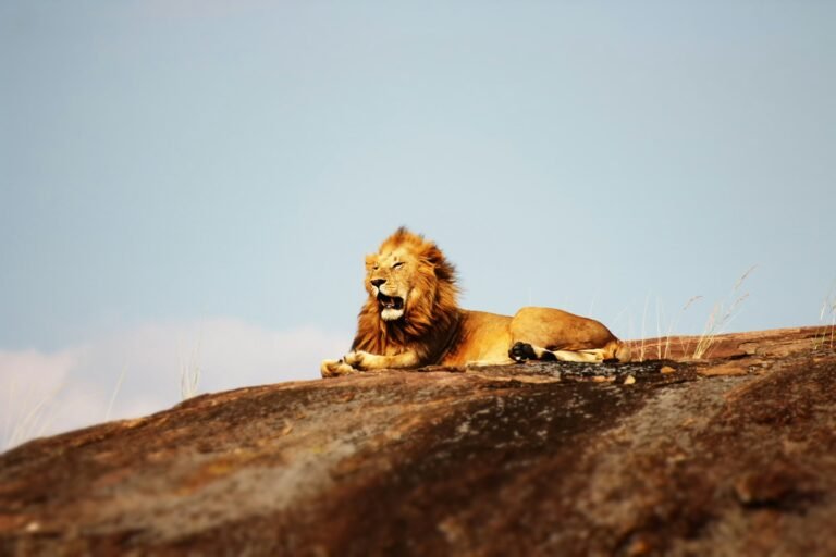 Urban expansion: lion on ground during daytime