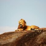 Cats fascination: Lion on ground during daytime
