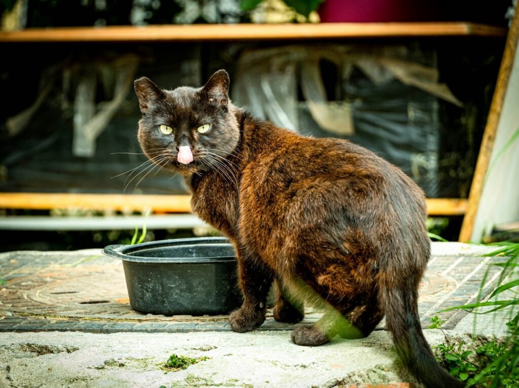 urban environment: black and brown cat on gray concrete surface