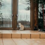 brown tabby cat sitting on brown wooden floor