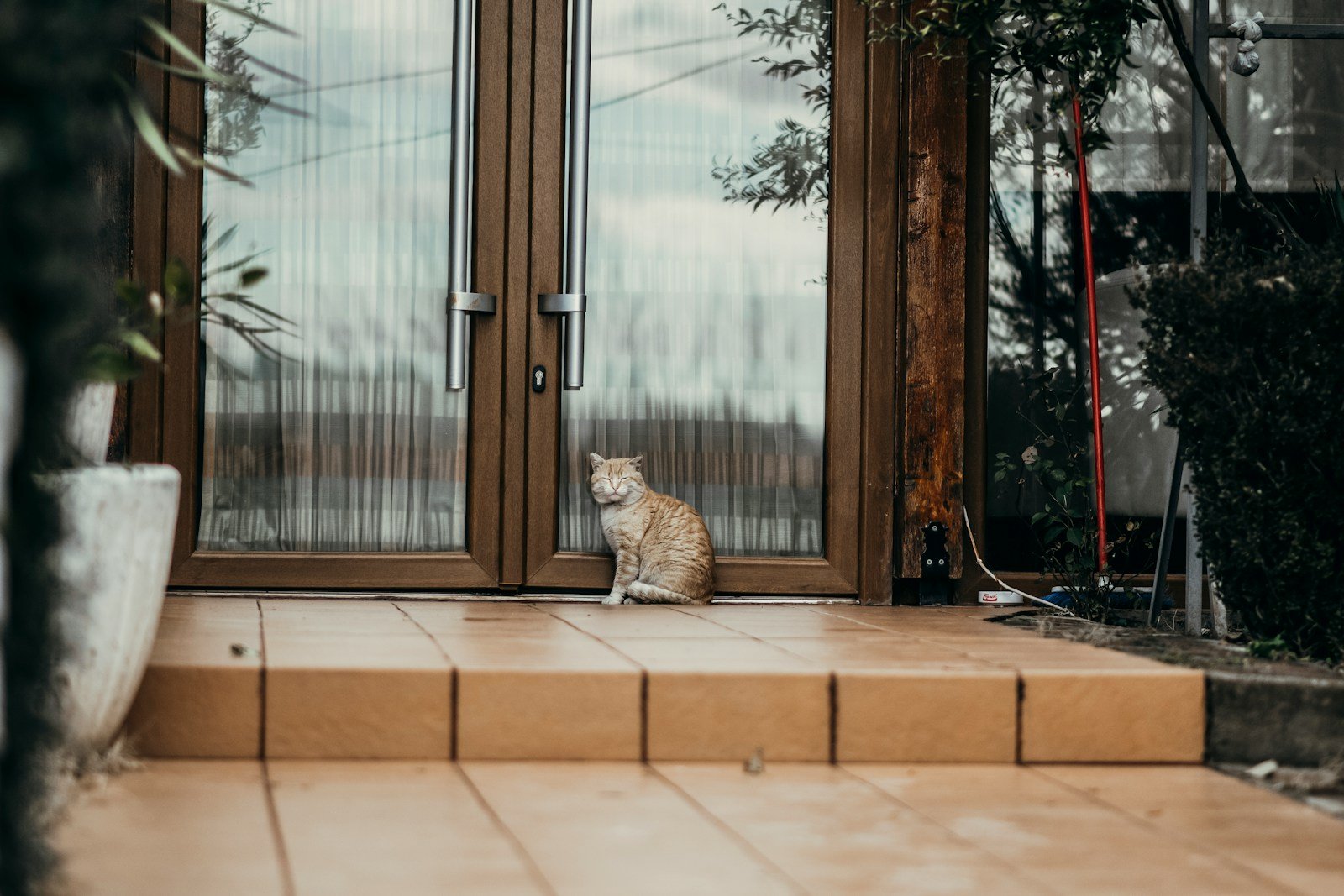 brown tabby cat sitting on brown wooden floor