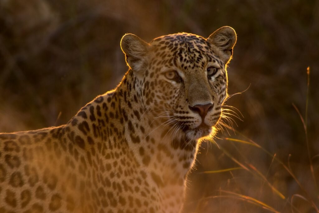 private reserve: shallow focus photography of leopard
