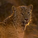 elusive big cat: shallow focus photography of leopard