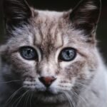 Rituals and Myths: a close up of a cat with blue eyes