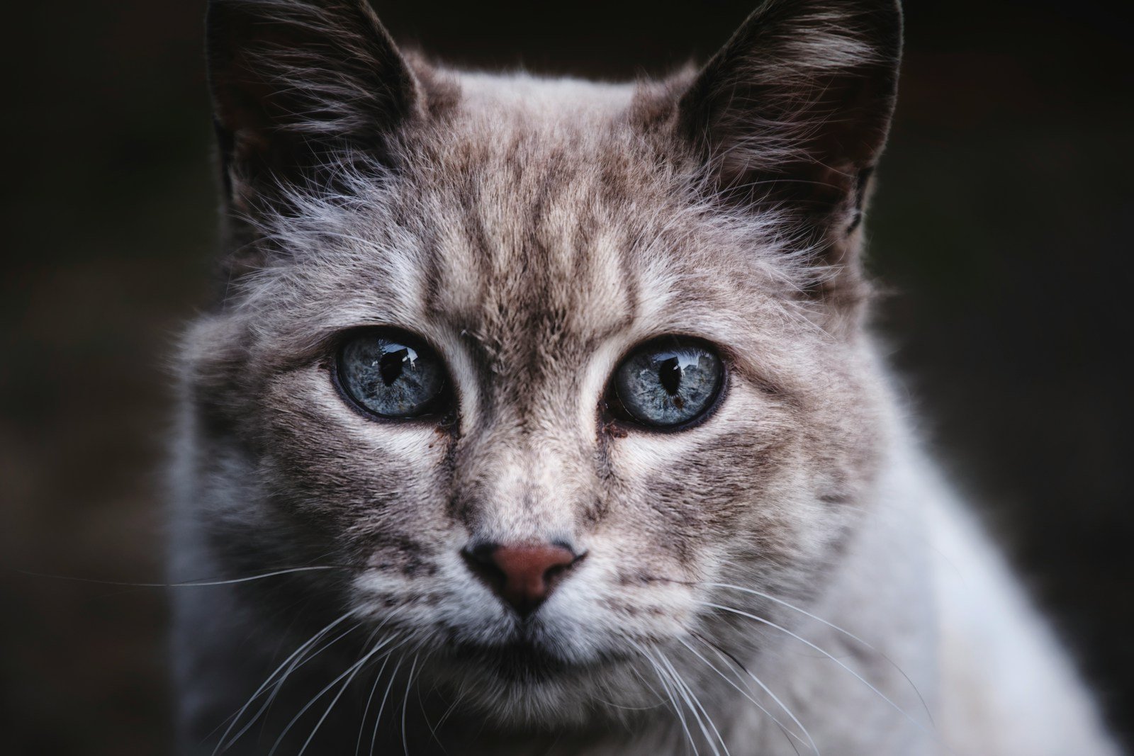Rituals and Myths: a close up of a cat with blue eyes