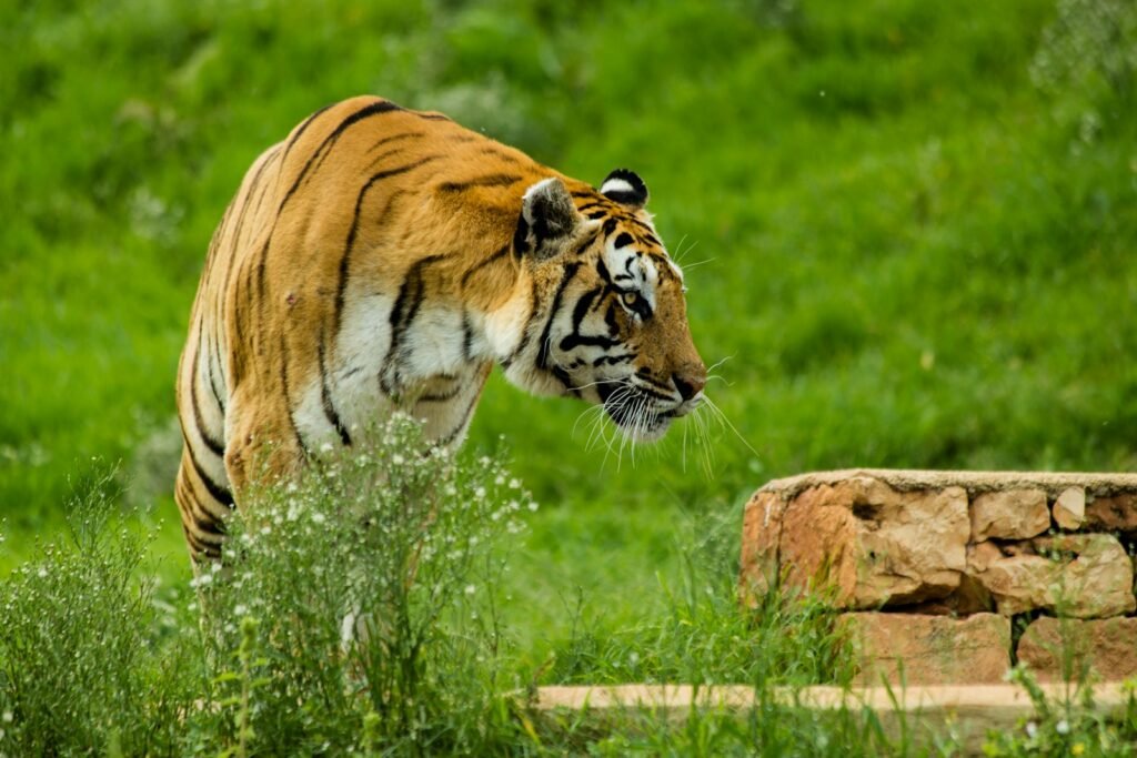 ecosystem:a tiger walking through a lush green field