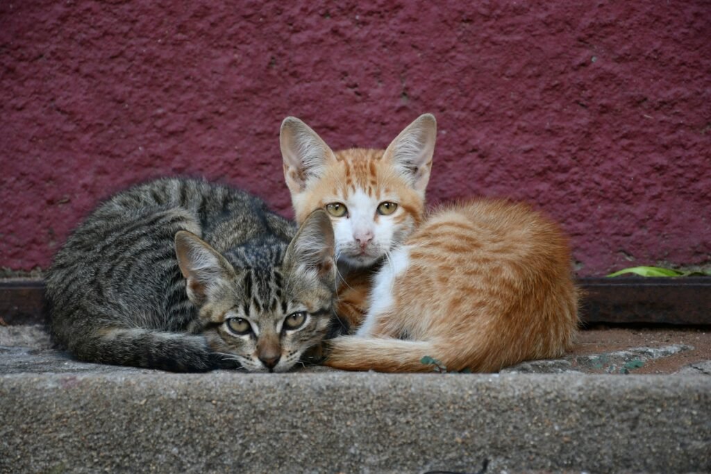 feral cat: orange tabby cat lying on gray concrete floor