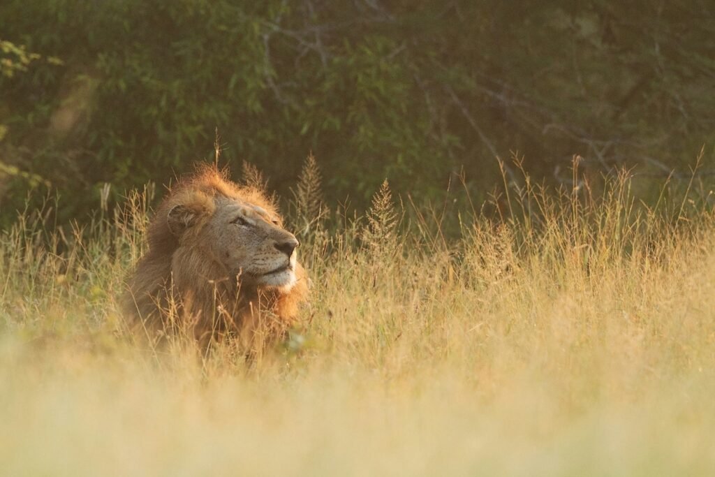 habitats: brown lion lying on brown grass field during daytime