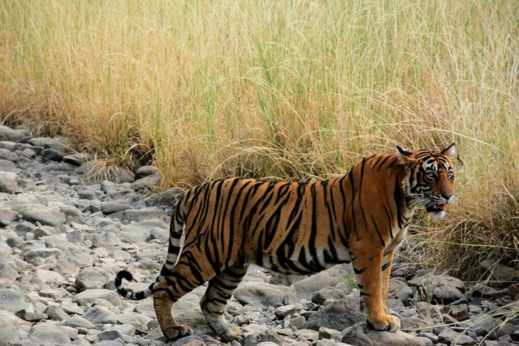 ecosystem: tiger walking on gray rocky ground during daytime