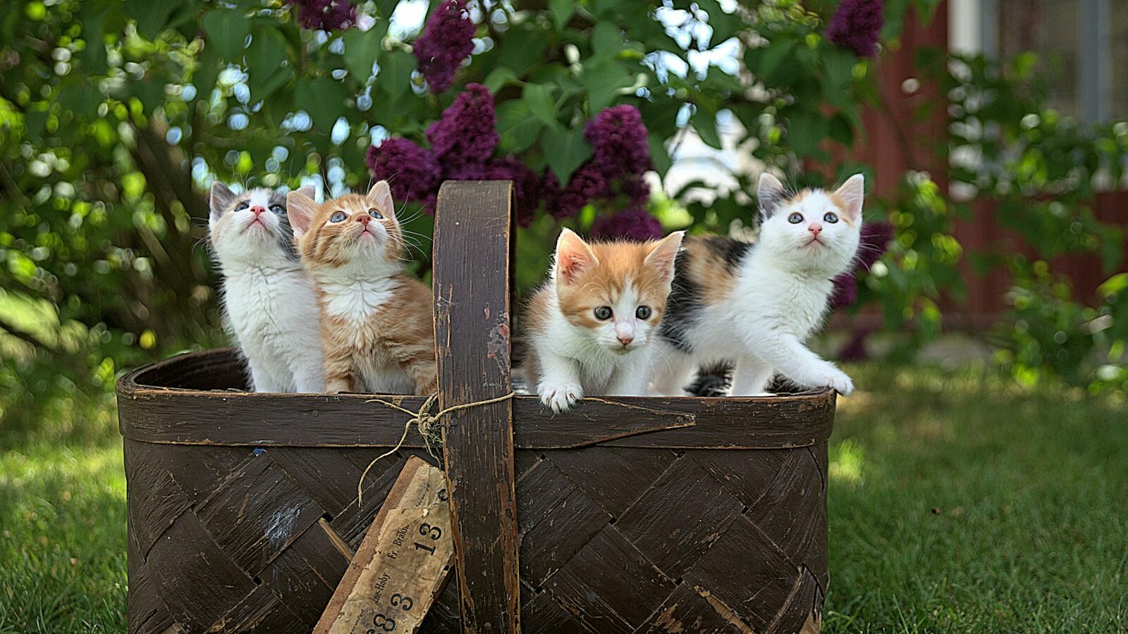 Four playful kittens sitting in a rustic wooden basket placed on a green lawn, surrounded by vibrant purple flowers and a charming outdoor setting.