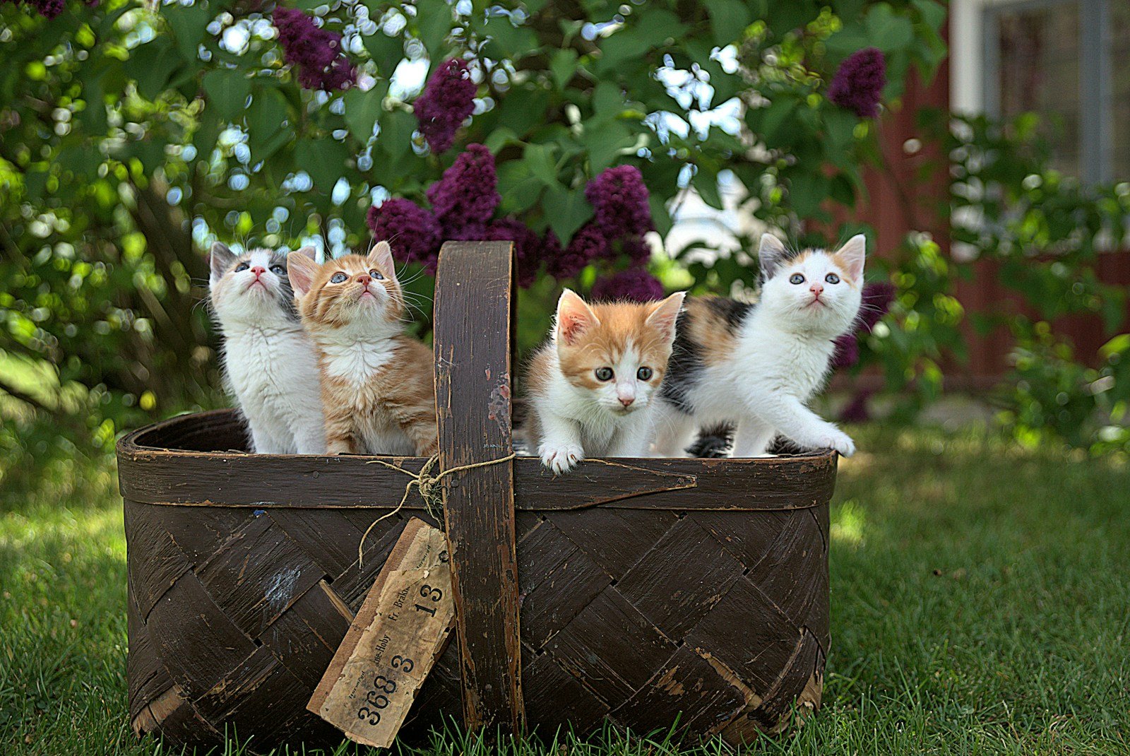Cats knead: four assorted-color tabby kittens on brown basket