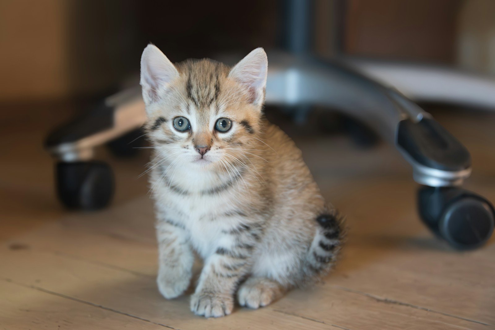 Cat breeding: a small kitten sitting on a wooden floor