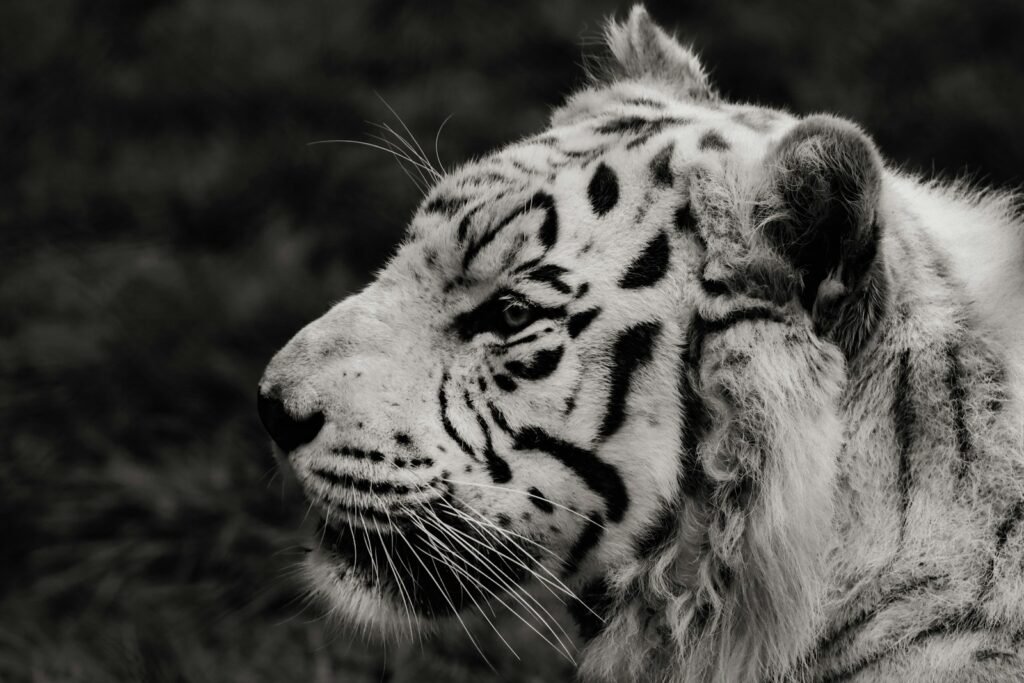 habitats: grayscale photo of tiger in black background