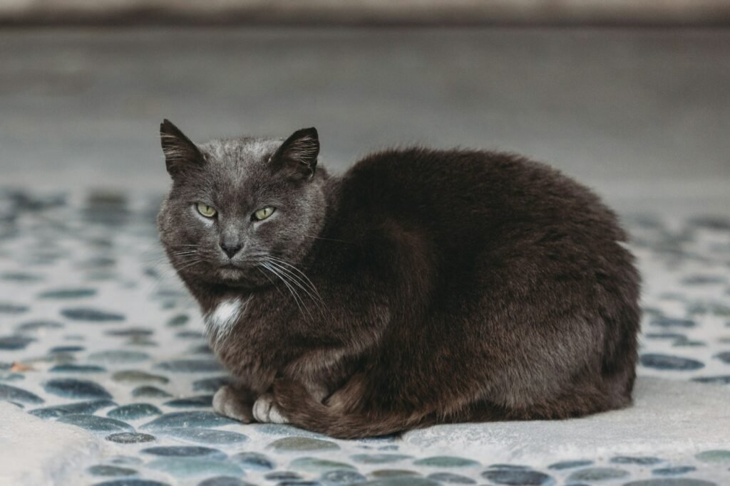 urban environment: a gray cat sitting on top of a blue and white tile floor