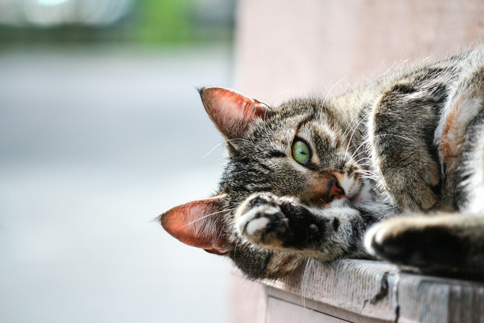 Photo by Andrea Natali Human stress: photo of brown tabby cat lying on brown wooden planks