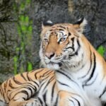 white and black tiger lying on gray rock in closeup photography