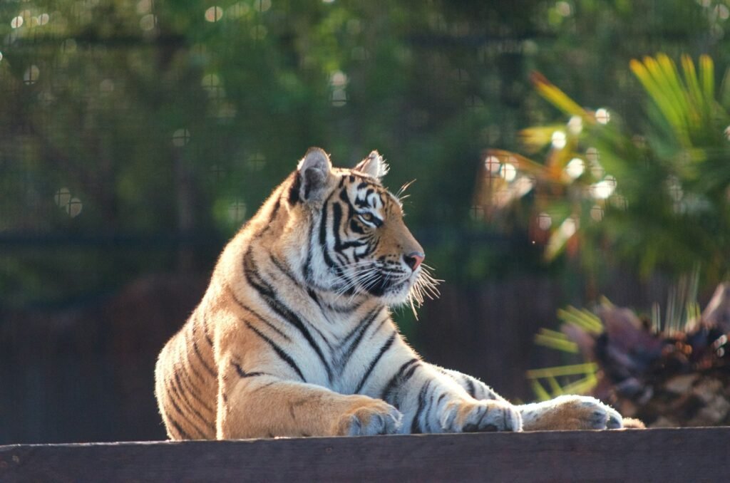 tigers: tiger lying on brown wooden floor during daytime