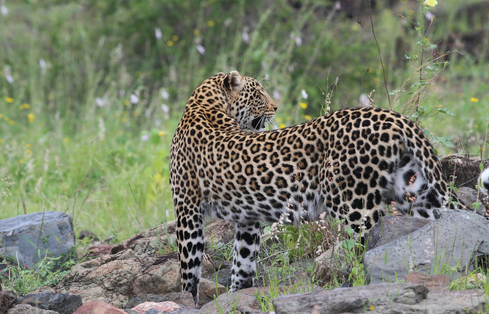 Photo by Hans Veth Big cat photography: jaguar on rock