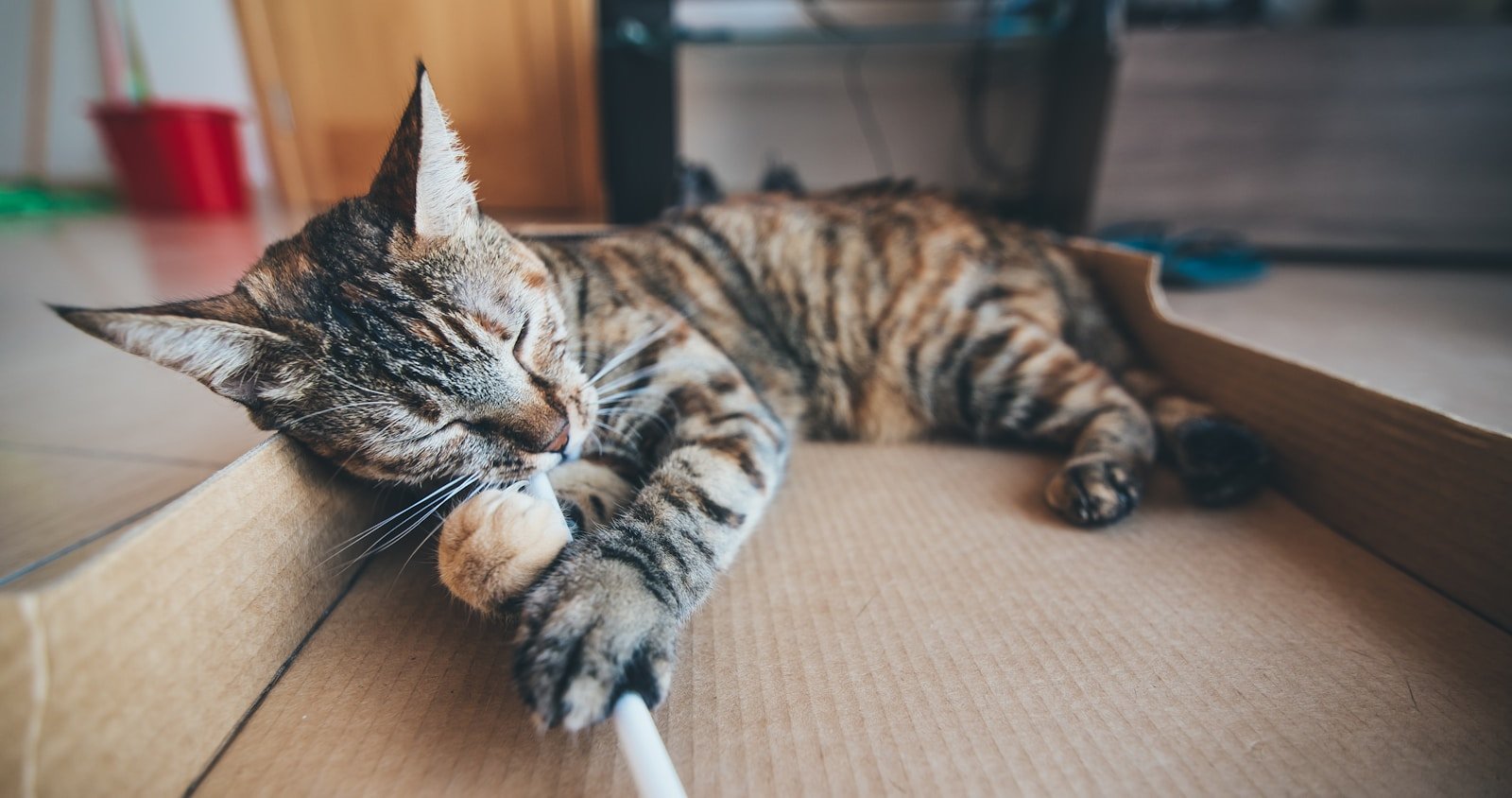 Photo by Ferenc Horvath brown tabby cat lying on cardboard box