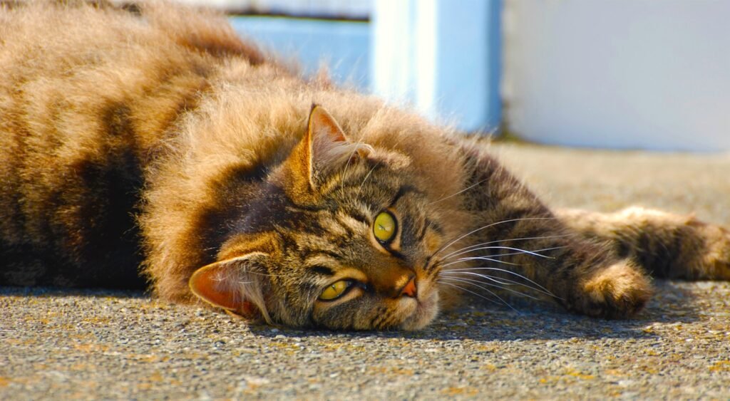 shy or nervous cat: a cat laying on the ground with it's eyes open