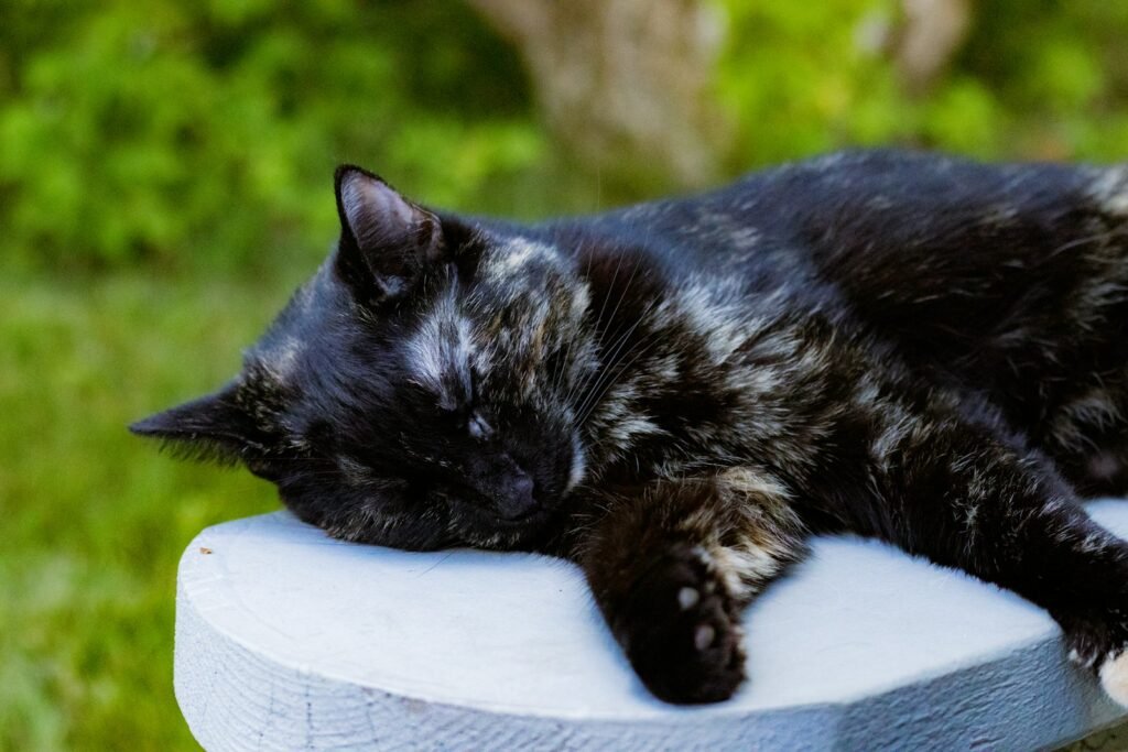 urban environment: a black cat sleeping on a white pillow