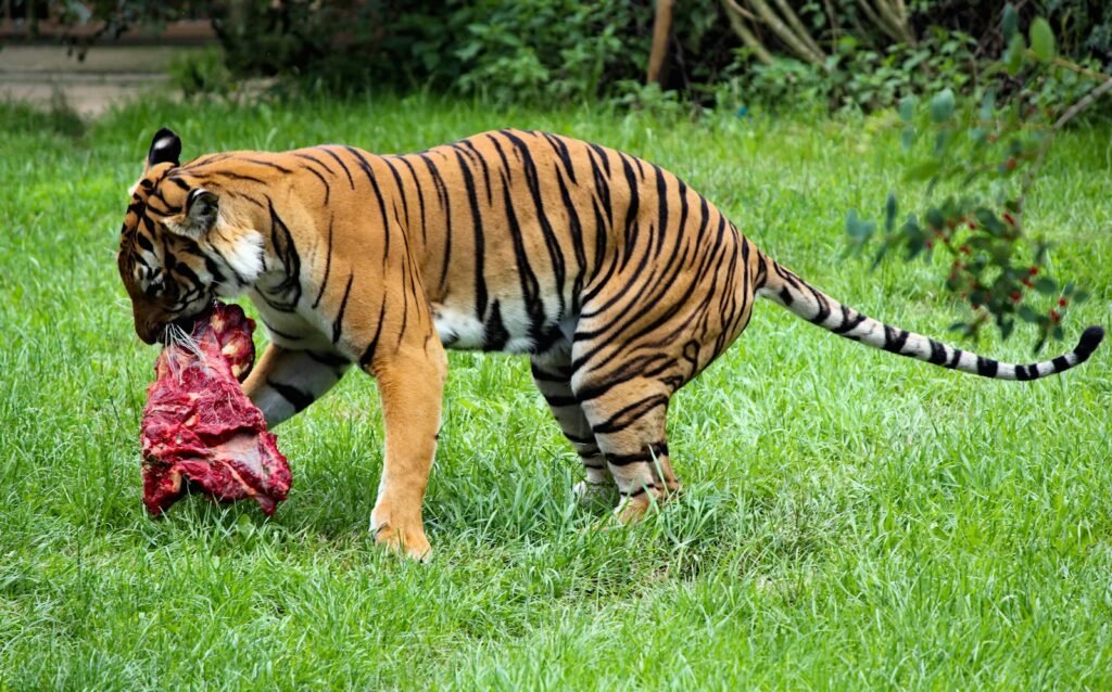 brow and black tiger close-up photography