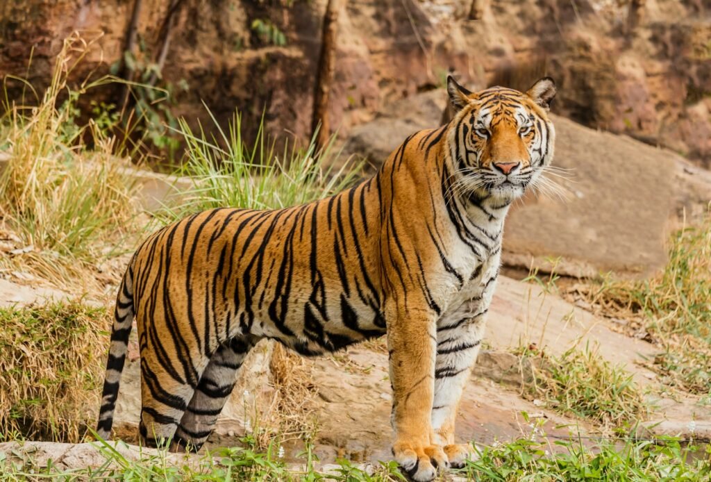 Local Communities: brown and black tiger on focus photography
