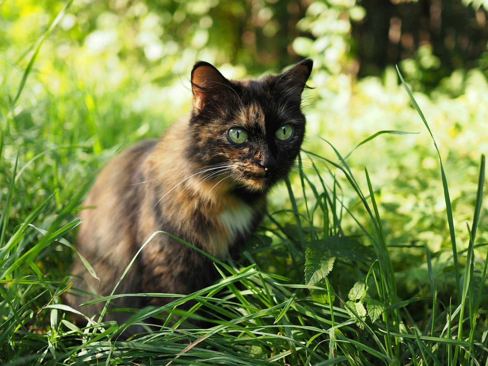 Rituals and Myths brown and black cat sitting on green grass