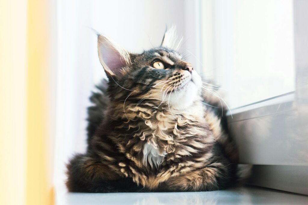 gentle giant: brown tabby cat on white table