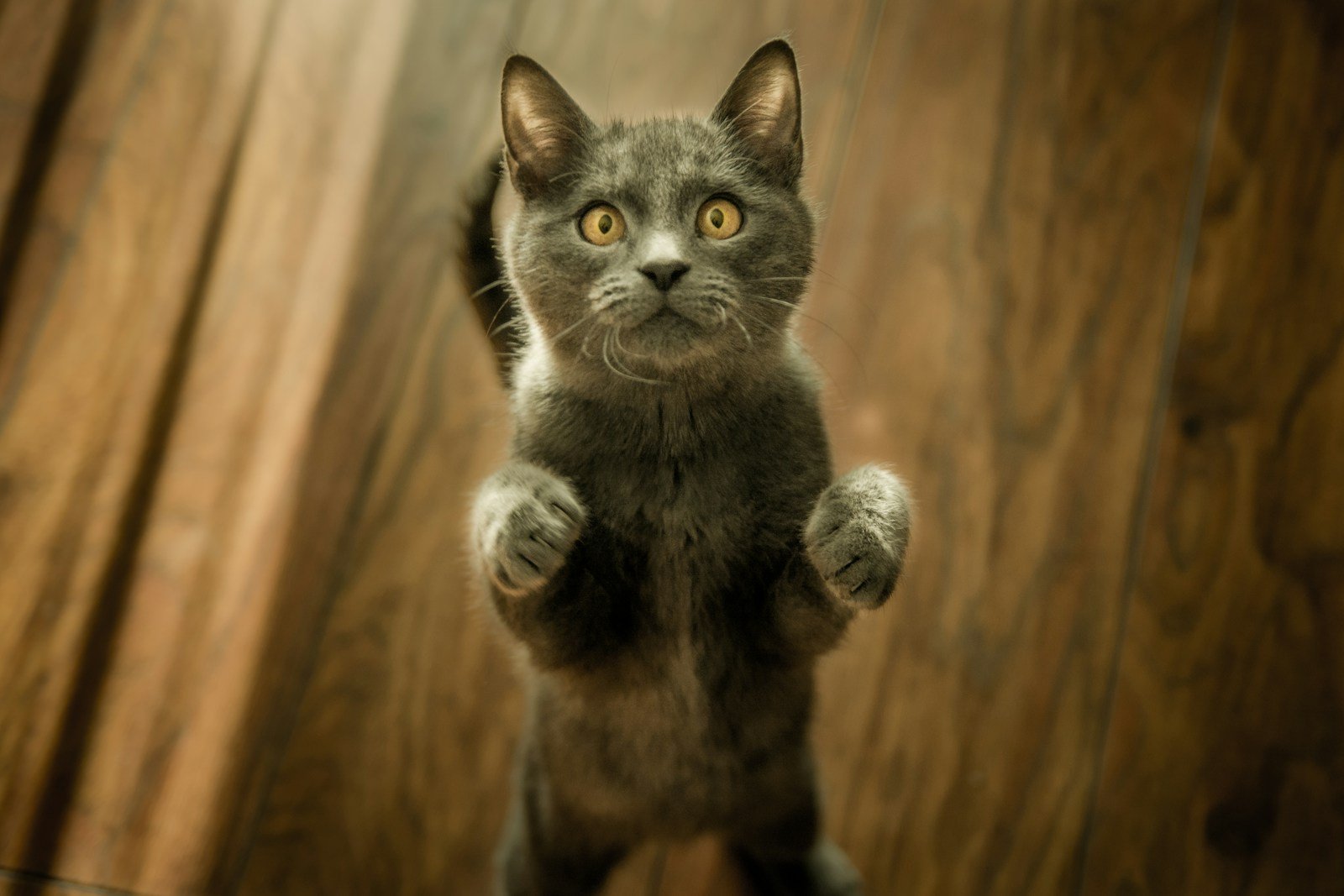 Photo by Marko Blažević Cats as icons: gray cat standing in two feet