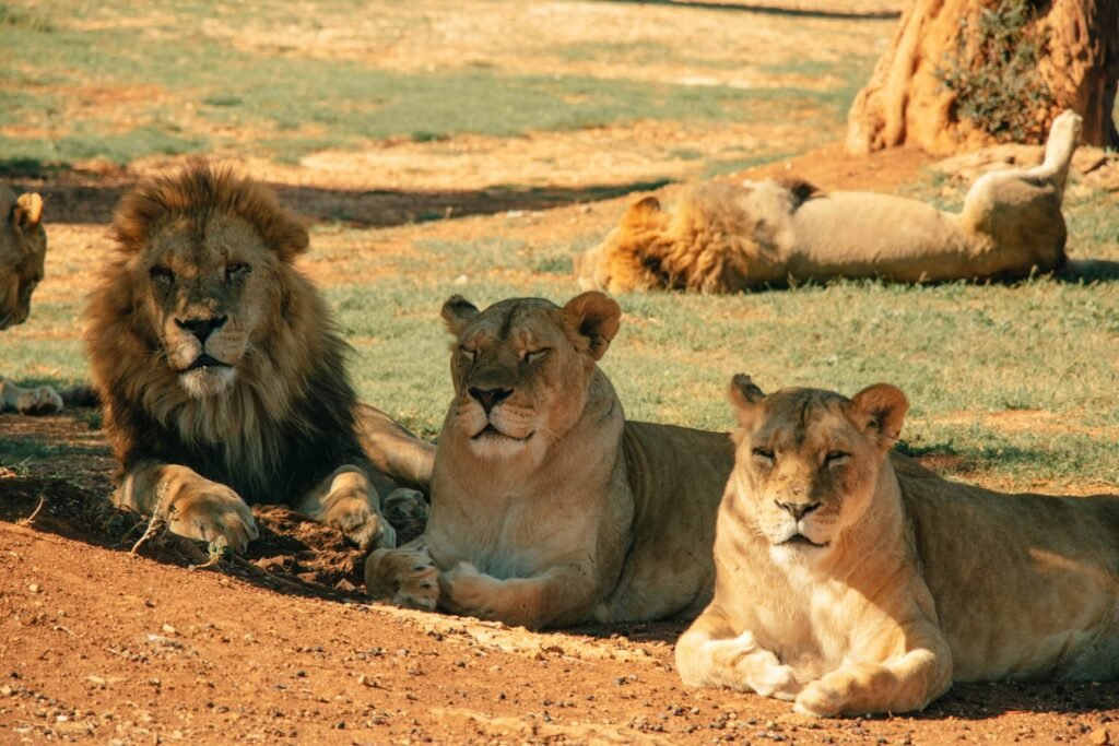 lion and lioness lying on brown sand during daytime