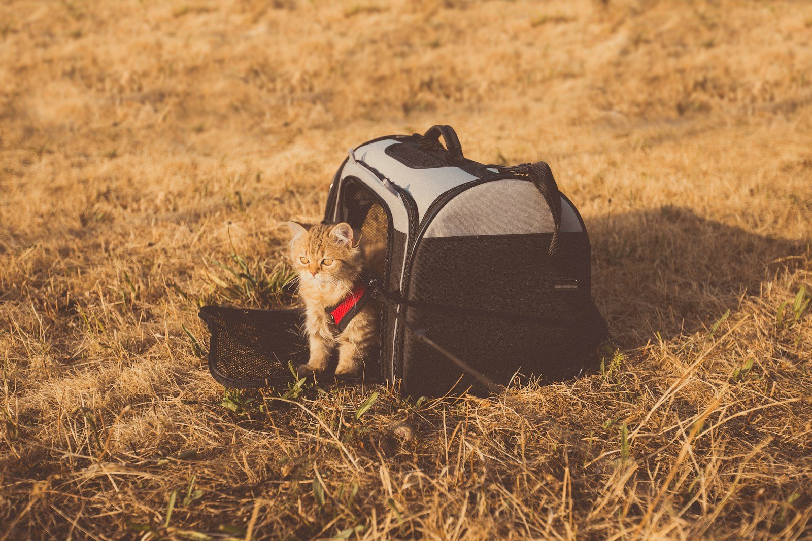 Photo by Zoë Gayah Jonker A gray cat in a bag