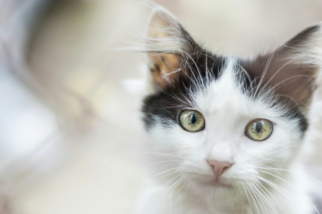 ecosystem: a close up of a cat with a blurry background