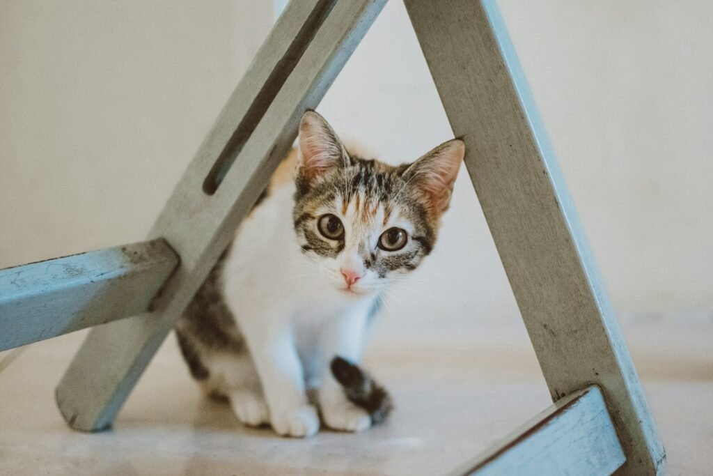 public parks: a cat sitting under a wooden chair looking at the camera
