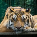Ecosystem: tiger on brown wooden board