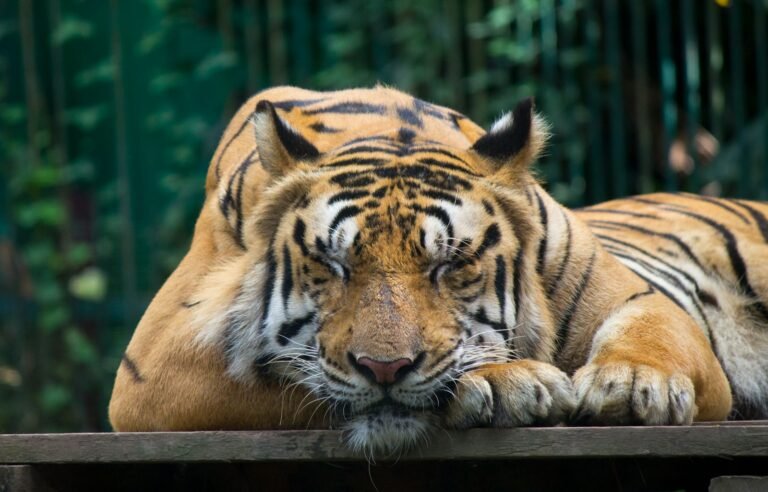 Ecosystem: tiger on brown wooden board