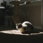 Cat warmth: short-furred white and black cat on brown textile