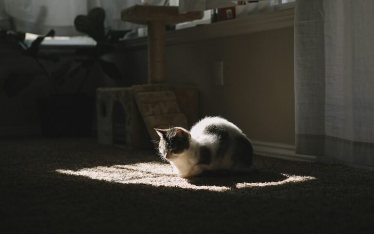 Cat warmth: short-furred white and black cat on brown textile