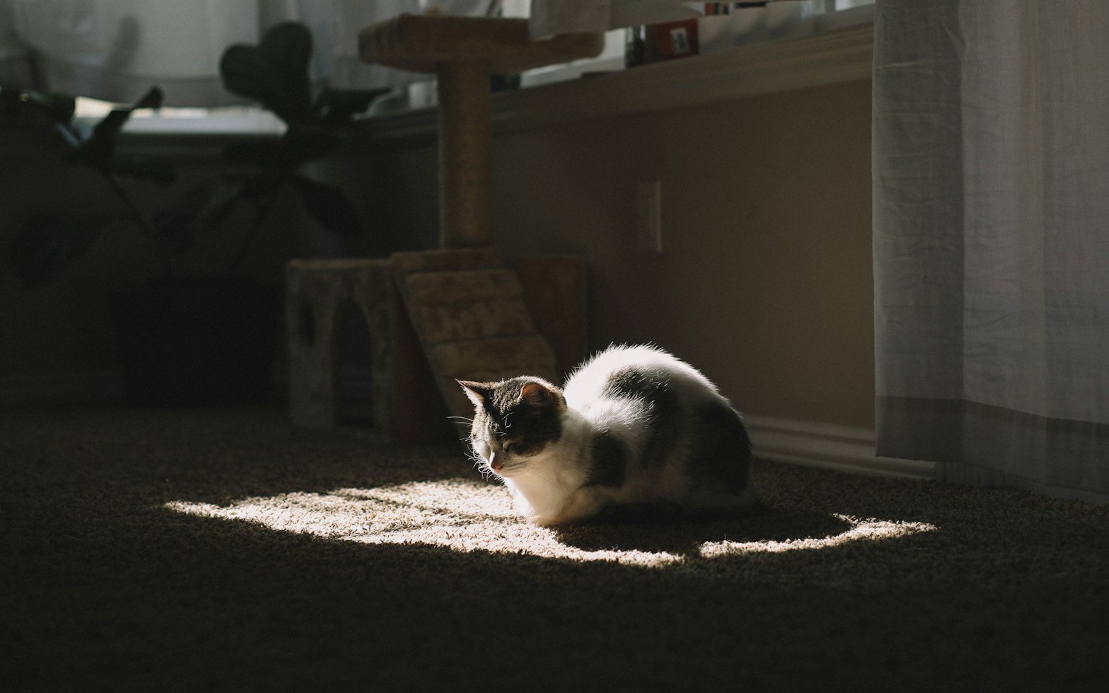 Photo by Justin DoCanto Cat warmth: short-furred white and black cat on brown textile