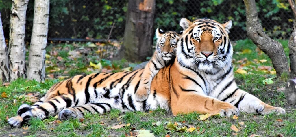 ecosystem: brown and black tiger lying on ground