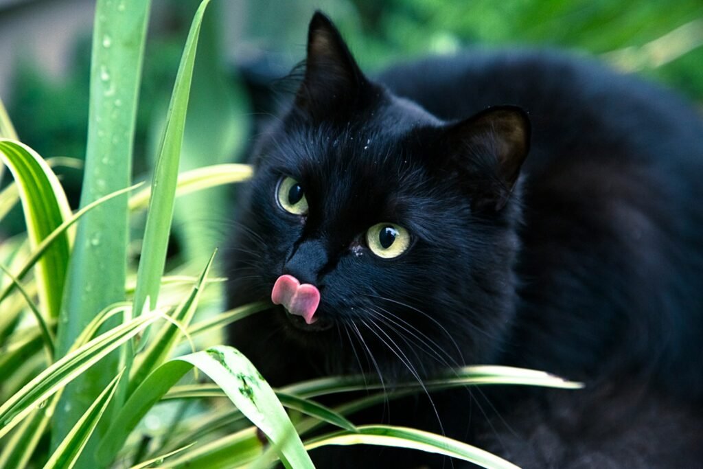 halloween and superstition: black cat sticking its tongue out
