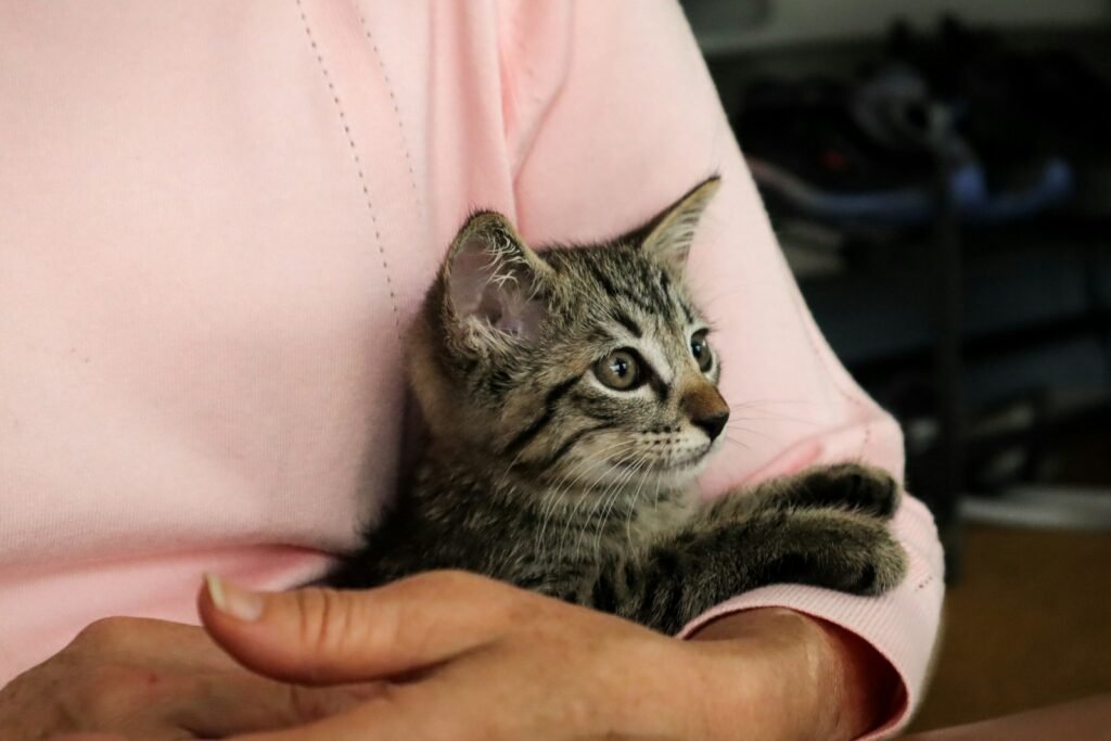 cats and humans: person holding silver tabby cat