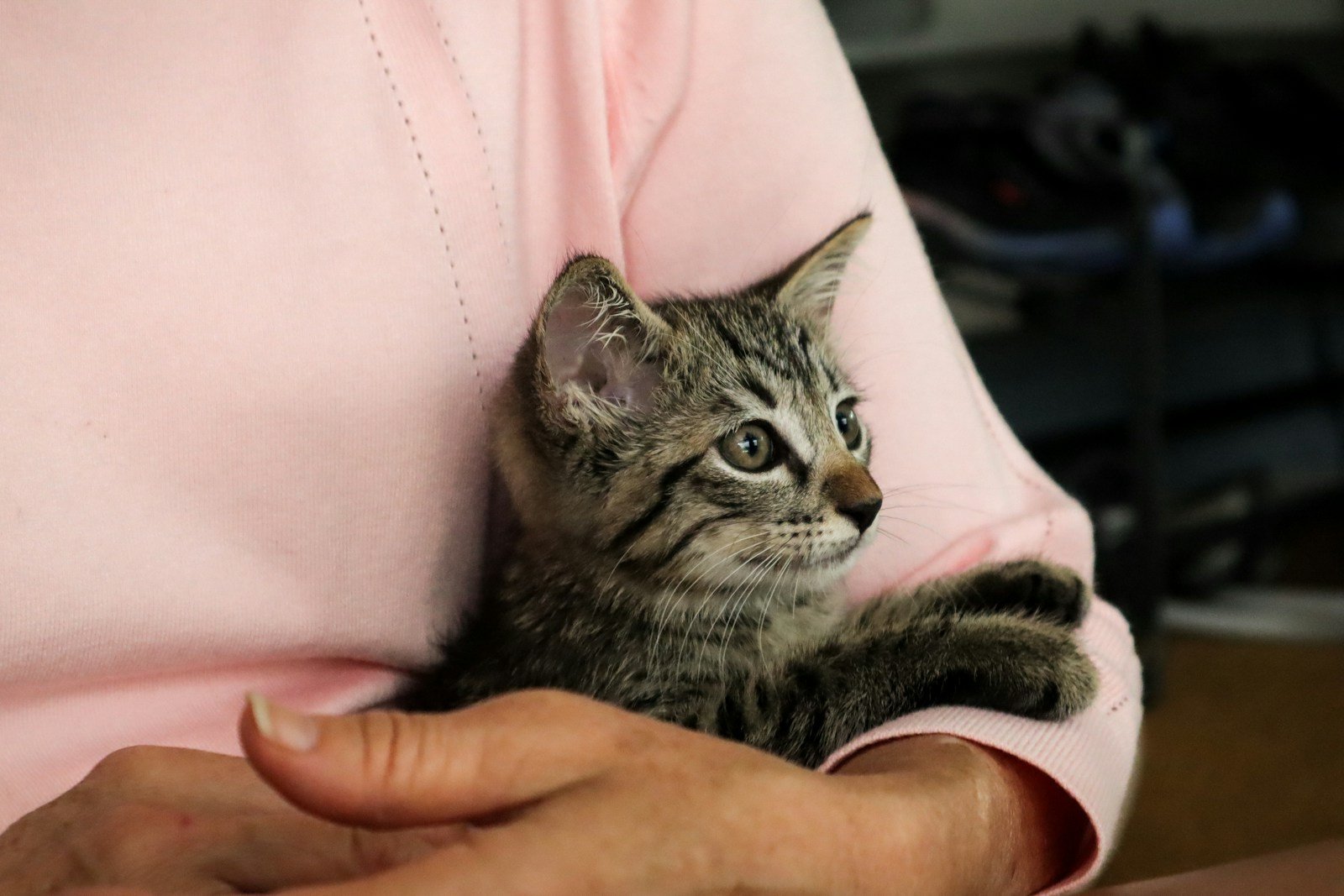 Photo by little plant cats and humans: person holding silver tabby cat