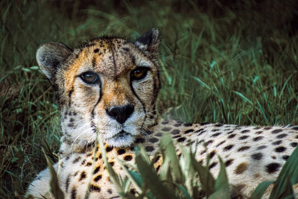 rare sighting: cheetah lying on green grass during daytime