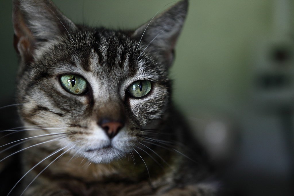Introduce a New Cat 