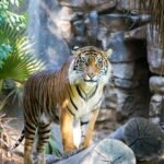 shallow focus of tiger beside green leafed plant